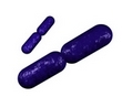 diplobacilli